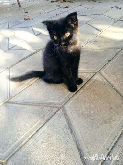 Кошки в добрые руки бесплатно