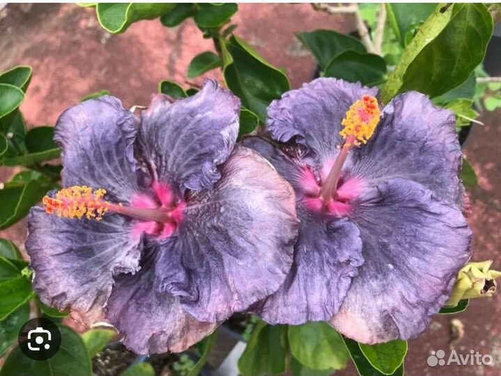 Сортовые гибискусы