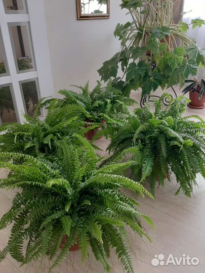 Папоротник