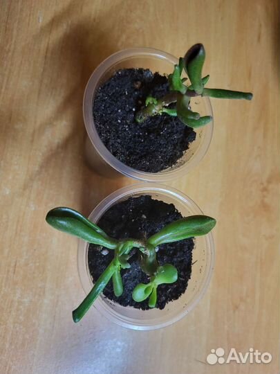 Крассула хоббит