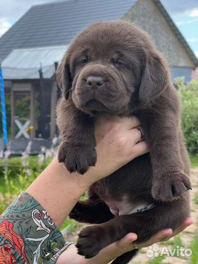 Щенки лабрадора из питомника