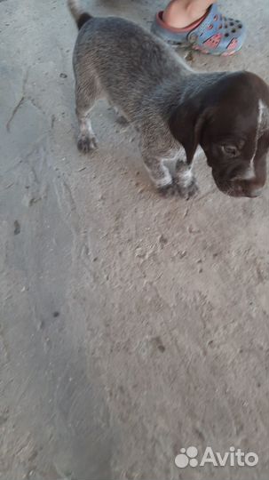 Щенки курцхаара