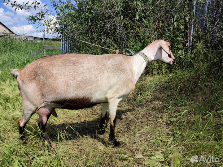 Коза дойная