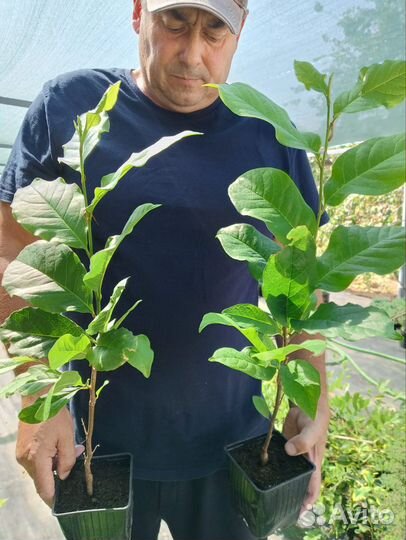 Саженцы магнолии