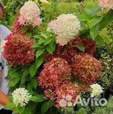 Гортензия Петит Черри и другие