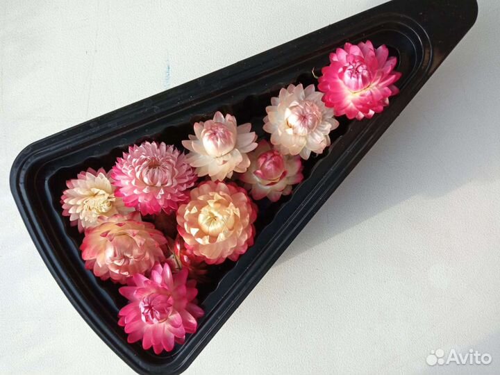 Сухоцветы / Гелихризум