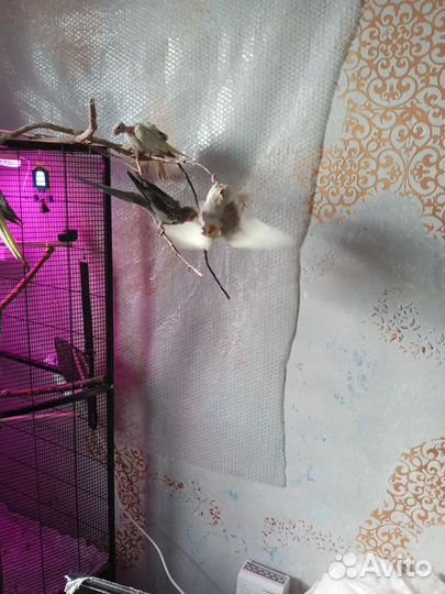 Попугай корелла девочка