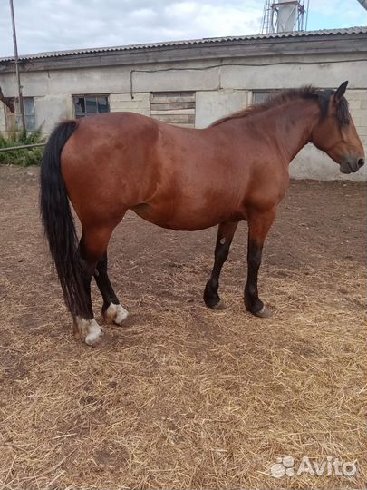 Продам лошадей племенных