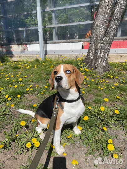 Вязка кобель Бигль