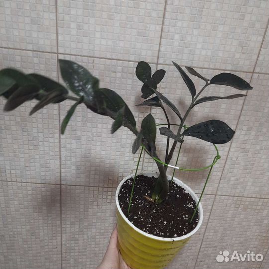 Замиокулькас черный Raven