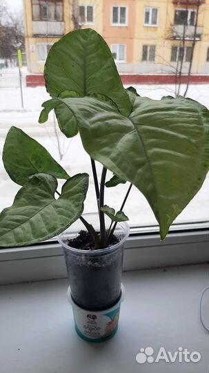 Комнатные растения цветы