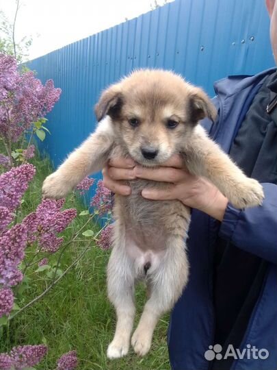 Щенки - в добрые руки отдам бесплатно