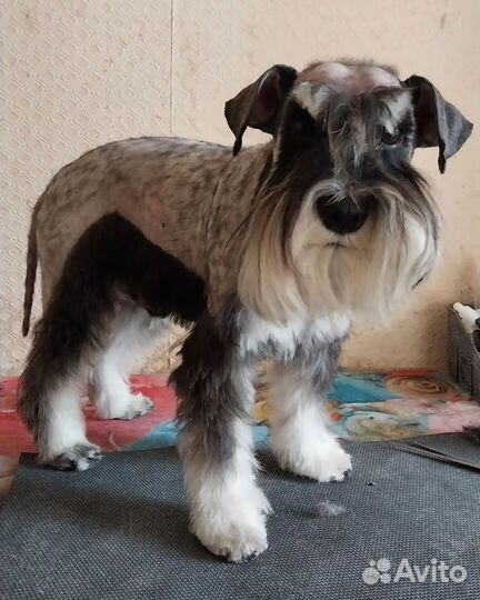 Уход за животными