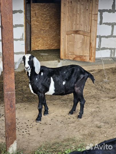 Нубийские козы