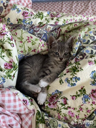 Котенок мальчик
