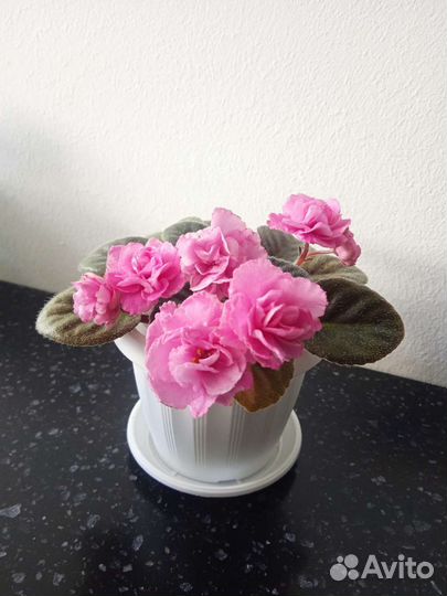 Сортовые фиалки, детки