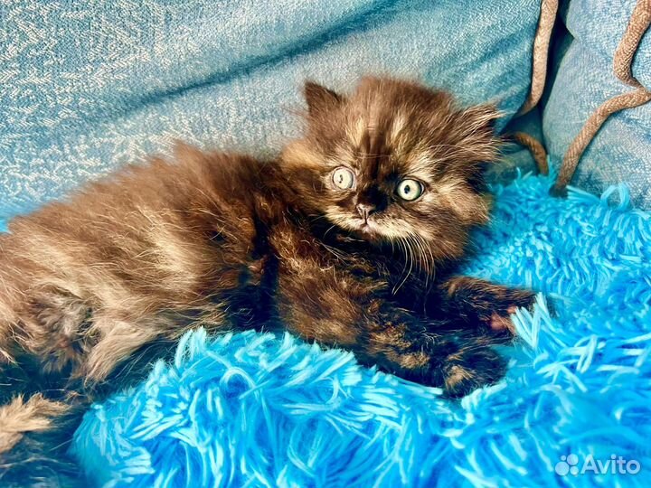 Шотландская прямоухая кошка