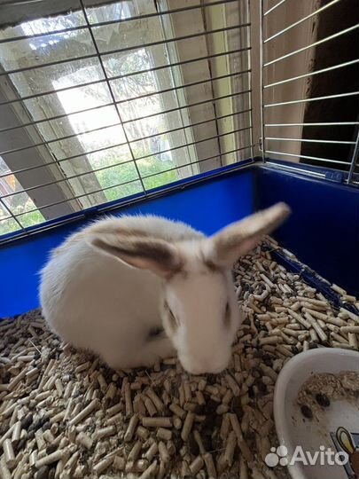 Декоративные кролики