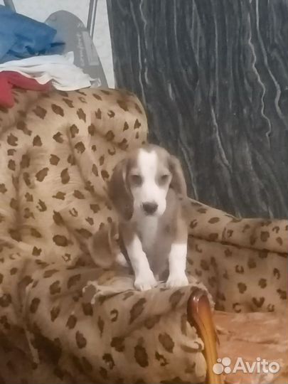 Щенки бигль