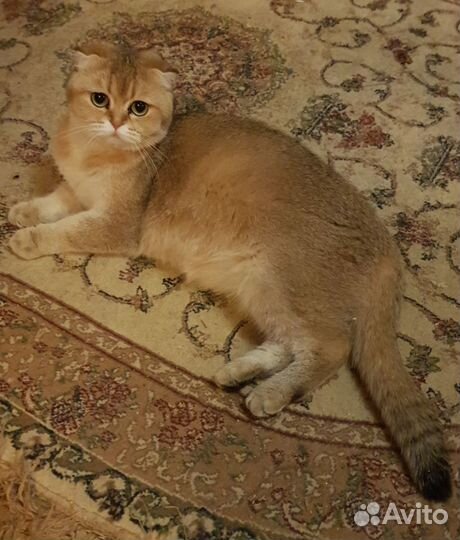 Золотые шотландской породы