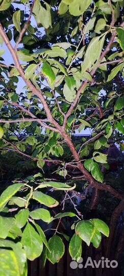 Кабачки домашние, слива