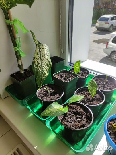 Гибискус китайская роза