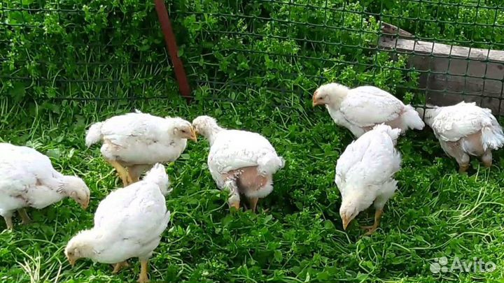 Куры, бройлеры, утята, гусята