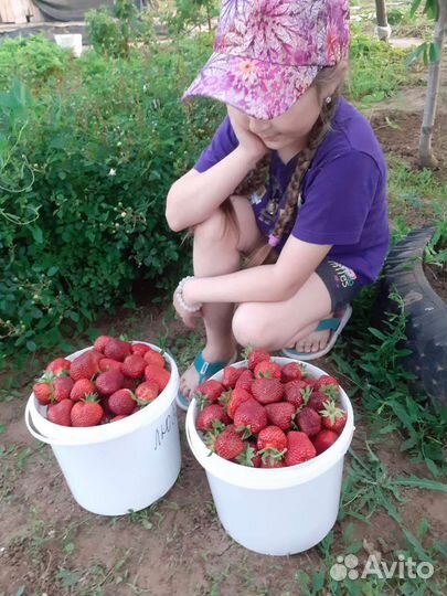 Клубника Рубиновый кулон