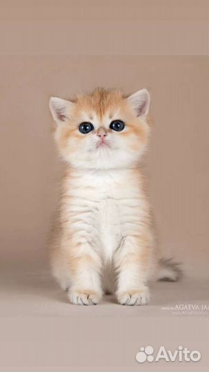 Британские золотые шиншиллы