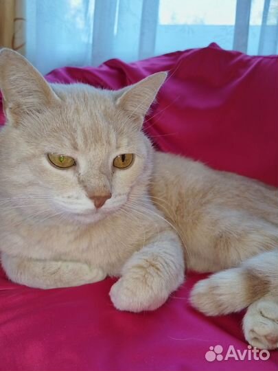 Котик Персик