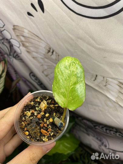 Филодендрон paraiso verde