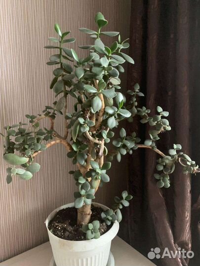 Толстянка,крассула