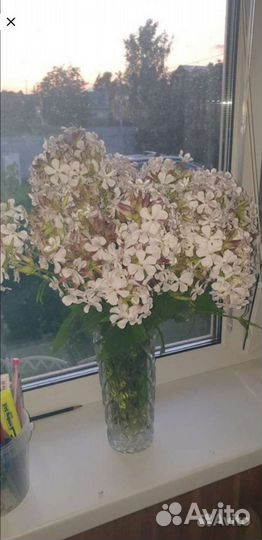 Лилейник, лук суворова, форзиция, ирис бородатый