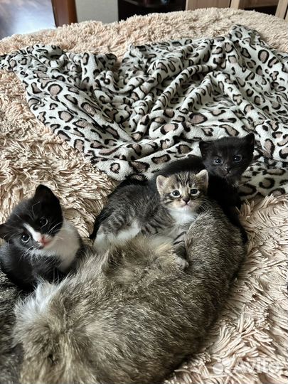 Котята в добрые руки
