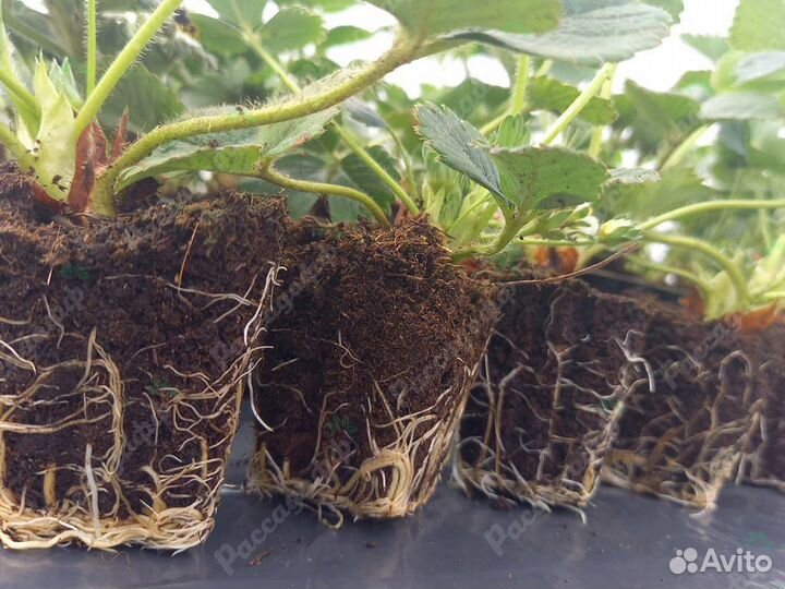 Рассада клубники. Оптом