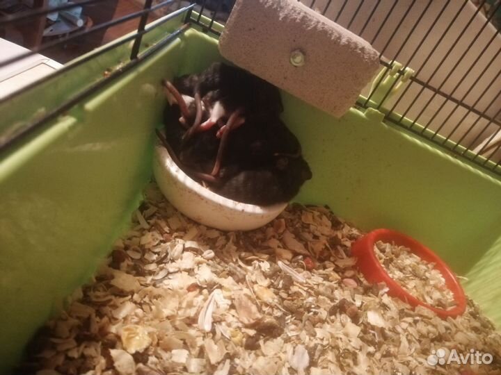 Декоративная крыса