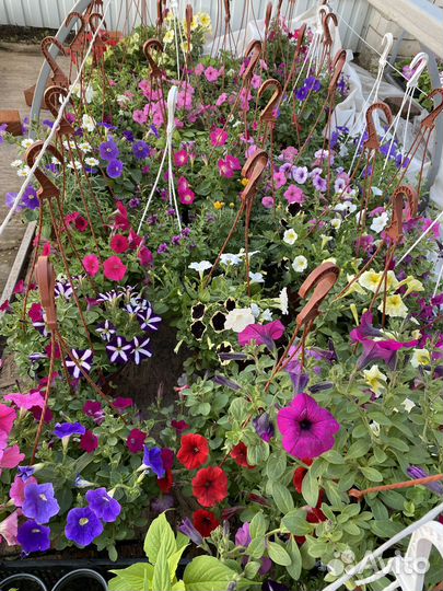 Петуния ампельная в кашпо