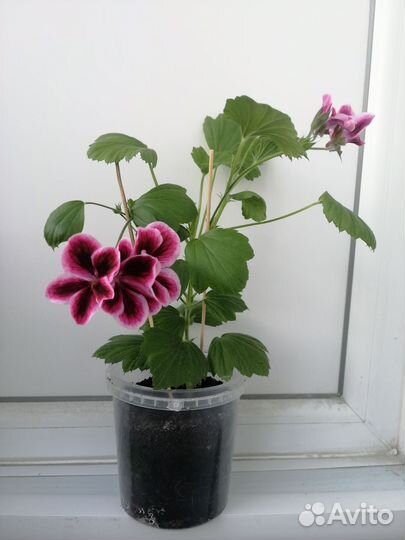 Герань пеларгония