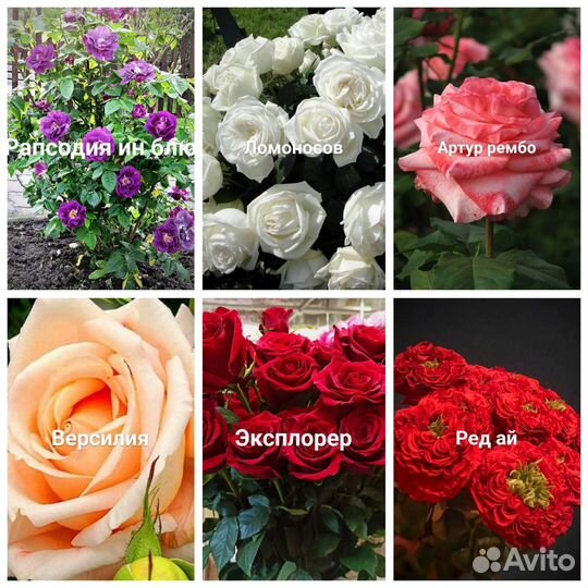 Розы в ассортименте