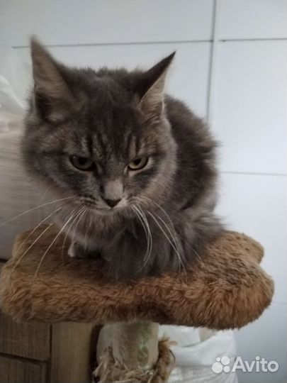 Кошка бесплатно
