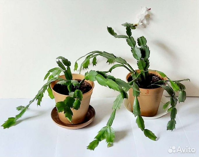 Декабристы в ассортименте