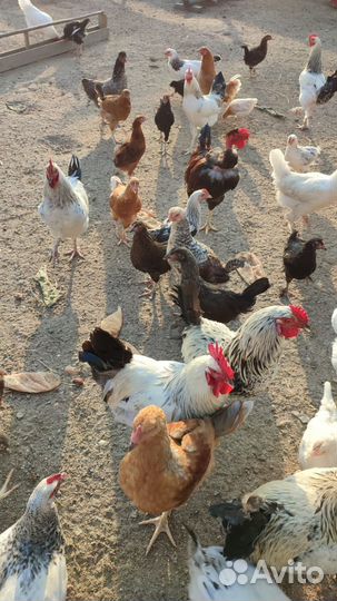 Молодые петушки