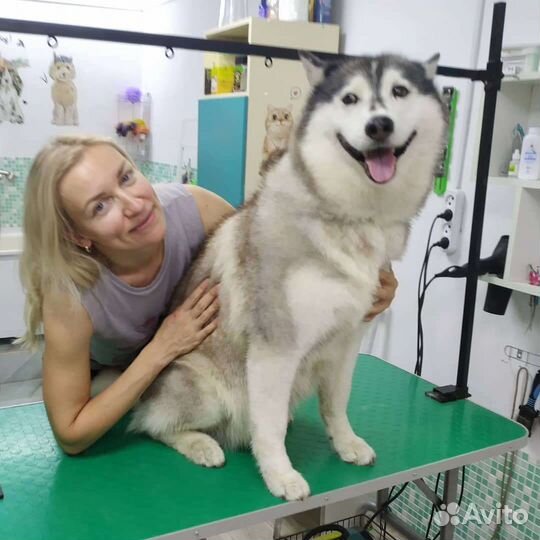 Стрижка собак, кошек