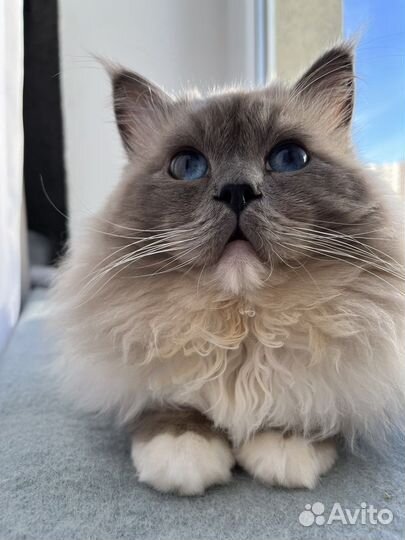 Рэгдолл кот вязка
