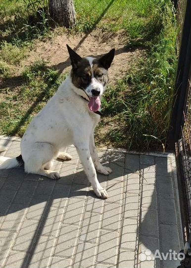 Метис акиты, кобель в добрые руки, 1 год