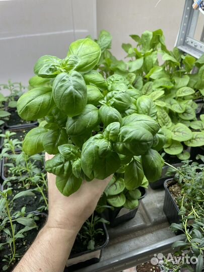 Агроном, помощник на ситиферму биолог