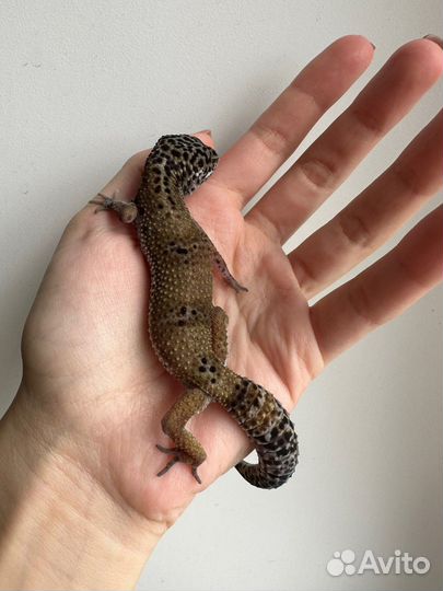 Эублефар Black Night самка