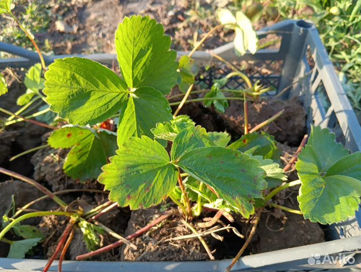 Рассада ремонтантной клубники усы