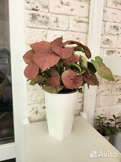 Сингониум неон пинк