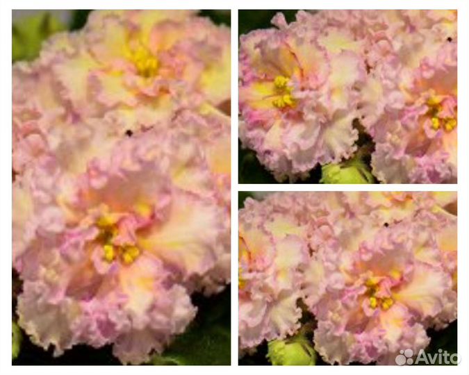 Самые красивые цветы